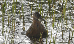 Rallus elegans × crepitans