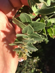 Arctostaphylos viridissima