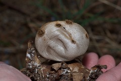 Myriostoma