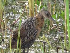 Rallus elegans × crepitans
