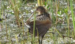 Rallus elegans × crepitans