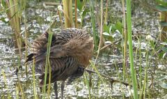 Rallus elegans × crepitans