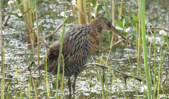 Rallus elegans × crepitans
