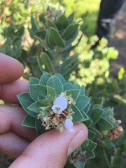 Arctostaphylos viridissima