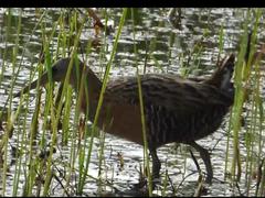 Rallus elegans × crepitans