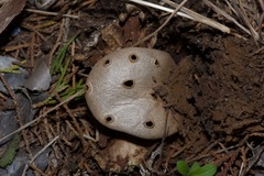 Myriostoma