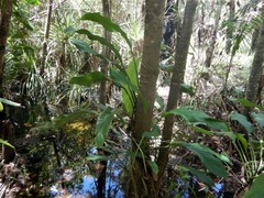 Epipremnum amplissimum