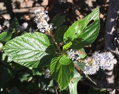 Ceanothus arboreus