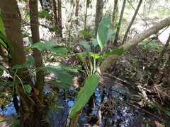 Epipremnum amplissimum