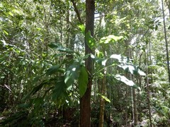 Epipremnum amplissimum