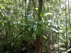 Epipremnum amplissimum