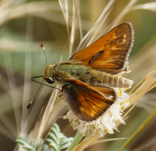 Pahaska Skipper photo 5