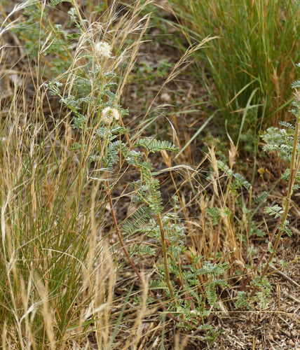 Whiteflower prairie clover (Dalea albiflora)
