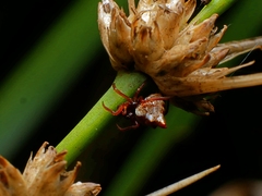 Phoroncidia sextuberculata