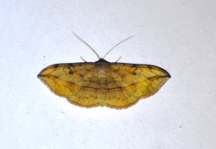 Anticarsia rubricans