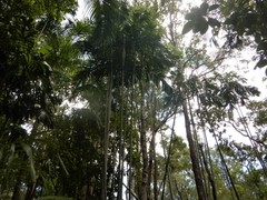 Hydriastele wendlandiana