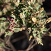Fragrant Saltbush - Photo (c) Terra Occ, some rights reserved (CC BY-NC-ND), uploaded by Terra Occ