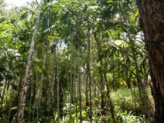 Hydriastele wendlandiana