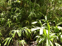 Hydriastele wendlandiana