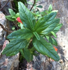 Diplacus parviflorus