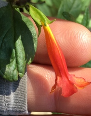 Diplacus parviflorus