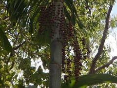 Hydriastele wendlandiana