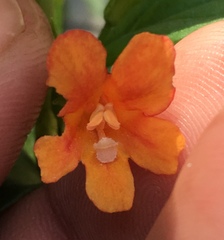 Diplacus parviflorus