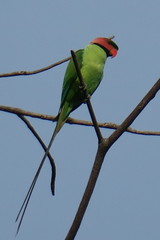 Psittacula longicauda
