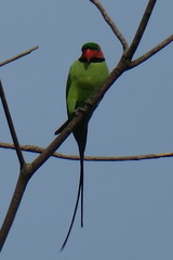 Psittacula longicauda