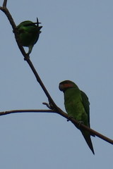 Psittacula longicauda