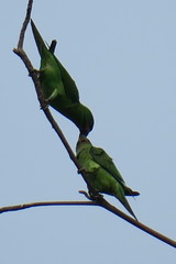 Psittacula longicauda