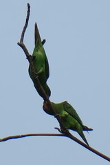 Psittacula longicauda