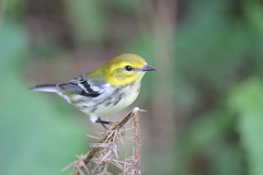 Black-Throated Green Warbler photo 5
