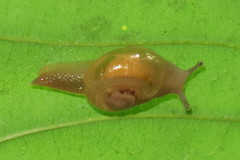 Helicarion perfragilis