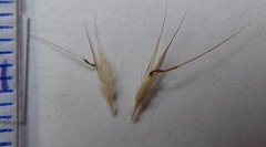 Rytidosperma racemosum