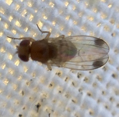 Drosophila suzukii