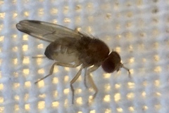 Drosophila suzukii
