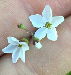 Lithophragma cymbalaria