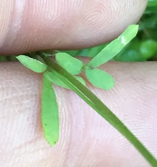 Lithophragma cymbalaria