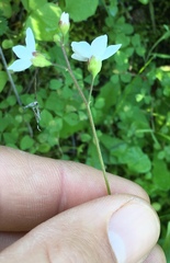 Lithophragma cymbalaria