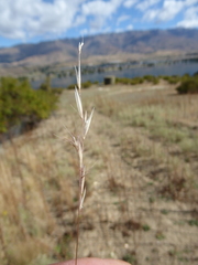 Rytidosperma racemosum