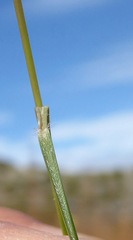 Rytidosperma racemosum