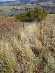 Rytidosperma racemosum