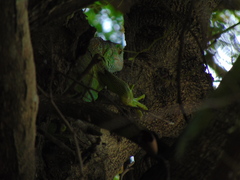 Iguana iguana