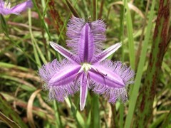 Thysanotus banksii