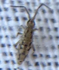 Entomobrya intermedia