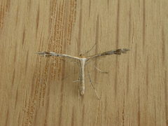 Stangeia xerodes