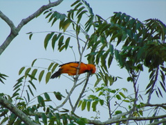 Icterus gularis