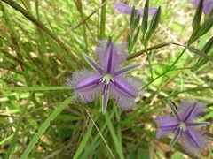 Thysanotus banksii