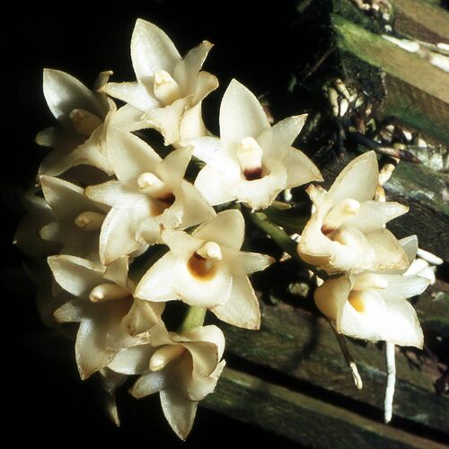 Coeliopsis
